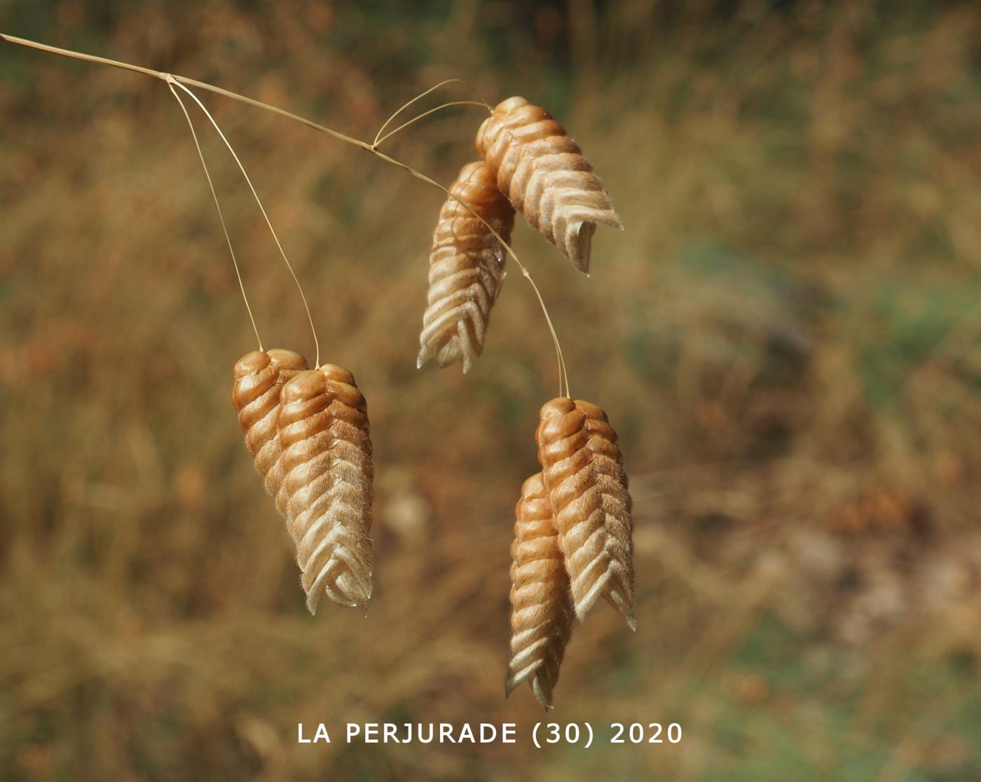 Quaking-Grass, Large fruit